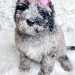 Bernedoodle, Cockapoo, and Goldendoodle Puppies from Danie’s Darling Doodles LLC