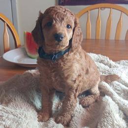 Reginald Majestic Embrace Medium Import Line - Apricot male Poodle puppy in Licking, Missouri from Majestic Embrace Poodles