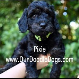 Goldendoodle Puppies from Dandy Doodles
