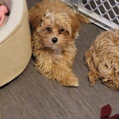 Assorted Doodle Crosses Puppies from Oasis Cotonpoos