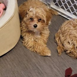 Assorted Doodle Crosses Puppies from Oasis Cotonpoos