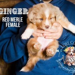Ginger - Red merle female Miniature American Shepherd puppy in Ferndale, California from Lost Coast Aussies