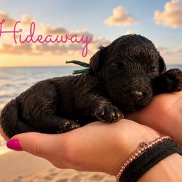 Hideaway - Chocolate male Goldendoodle puppy in Middletown, Ohio from Lady Doodle Farm