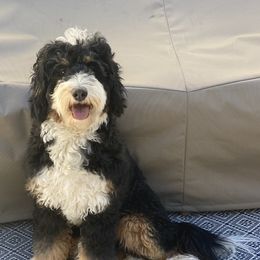 Abbey - Bernedoodle