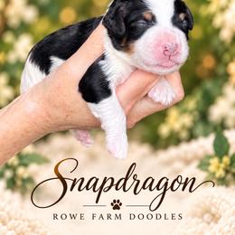 Snapdragon - Tri-color male Bernedoodle puppy in Henry, Illinois from Rowe Farms Doodles
