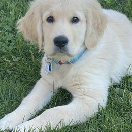 Golden Retriever Puppies from Ruff Life Goldens