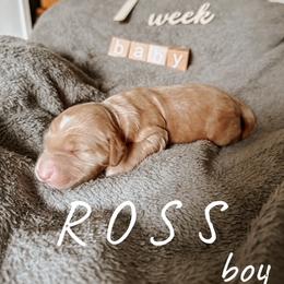 Goldendoodle Puppies from Glamorous Golden Doodles