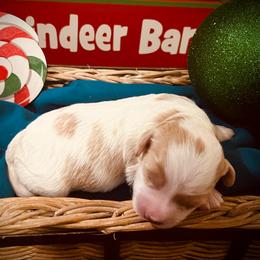 Dasher - Blenheim male Cavapoo puppy in Bradenton, Florida from Christianna’s Mini Goldendoodles