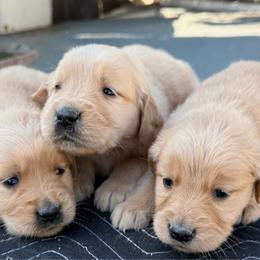 Boy 3 - Golden male Golden Retriever puppy in San Jacinto, California from Golden Retriever Puppy Bliss