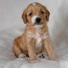 Red (Boy 1) - Red  male Goldendoodle puppy in Portland, Oregon from Smith Family Doodles