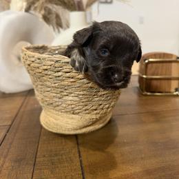 Lotus - Liver male Miniature Schnauzer puppy in Menifee, California from Violet’s Meadow