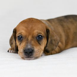 Topaz - Dapple Dachshund puppy in Fredonia, Arizona from Kaibab Dachshunds