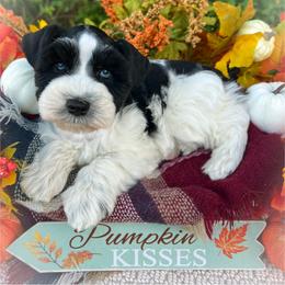 Miniature Schnauzer and Poodle Puppies from Crystal Rose Canines