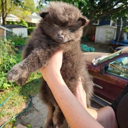 Baloo - Blue and tan male Pomeranian puppy in Jackson, Michigan from Mother of Poms