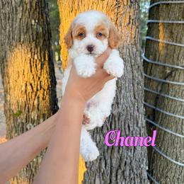 Chanel - Red female Bernedoodle puppy in Mount Vernon, Missouri from PoodlelyDoodlely