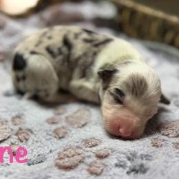 June - Blue merle female Border Collie puppy in Owenton, Kentucky from Three16 Ranch