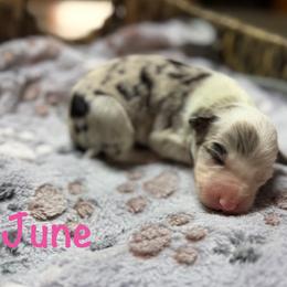 June - Blue merle female Border Collie puppy in Owenton, Kentucky from Three16 Ranch