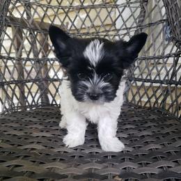 Nova - Parti female Yorkshire Terrier puppy in Mattoon, Illinois from Strohlz Yorkies