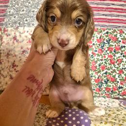 ZIGGY - Dapple male Dachshund puppy in Antlers, Oklahoma from MoMo's Dachshunds