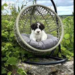 Lagotto Romagnolo and Portuguese Water Dog Puppies from Shooting Star Water Dogs