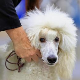 Summit - Poodle