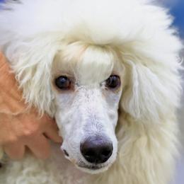 Summit - Poodle