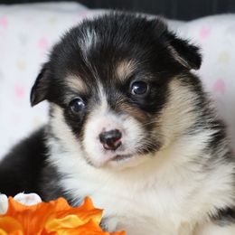 Girl 1 - Black and tan female Pembroke Welsh Corgi puppy in Morgantown, Pennsylvania from Goldstar Puppies (License Number 18519)