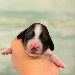 Boy 1 posible silky coat - Piebald male Dachshund puppy in Lakeland, Florida from Elite Doxies Florida