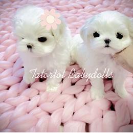 Maltese and Yorkshire Terrier Puppies from tatortot pup