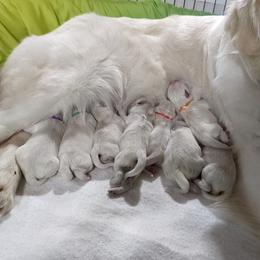 Golden Retriever puppies from All by grace goldens