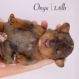 Onyx - Merle male Bernedoodle puppy in Comanche, Texas from Central Texas Doodles, LLC.