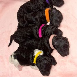Labradoodle Puppies from Mud Puppies