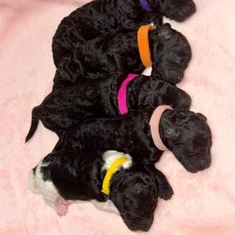 Labradoodle Puppies from Mud Puppies