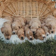 Goldendoodles from A&B Doodles