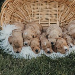Goldendoodles from A&B Doodles