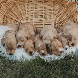 Goldendoodles from A&B Doodles