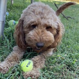 Cypress - Goldendoodle