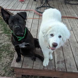Great Pyrenees Puppies from Bobby Horton