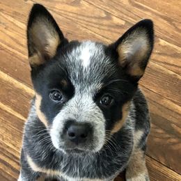 American Corgis, Australian Cattle Dogs, and Pembroke Welsh Corgis from Tompkins Farm