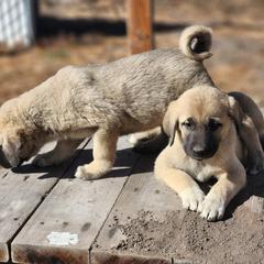 Central Asian Shepherd Dog and Kangal Puppies from VSH Kangal Dogs