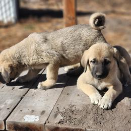 Central Asian Shepherd Dog and Kangal Puppies from VSH Kangal Dogs