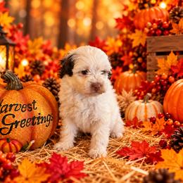 Truffles - Chocolate female Cavapoo puppy in Myrtle Beach, South Carolina from Colorful-K9'S
