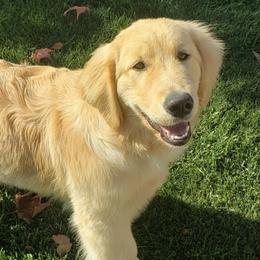 Golden Retrievers from Gazebo Goldens