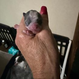 Jagger - Blue and white male Chihuahua puppy in Dime Box, Texas from Color Me Crazy Chihuahuas