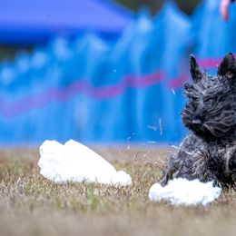Cesky Terriers from Energizer Ceskys