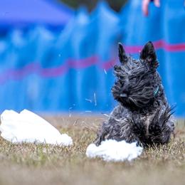 Cesky Terriers from Energizer Ceskys