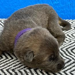 Skadi-purple - Gray female German Shepherd puppy in Sharon Grove, Kentucky from Julie’s Shepherds