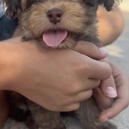Handsome - Chocolate male Havanese puppy in Arizona from HavaDoggie