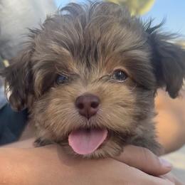 Handsome - Chocolate male Havanese puppy in Arizona from HavaDoggie