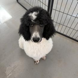Teller - Parti male Poodle puppy in Olathe, Colorado from High Mesa Standards